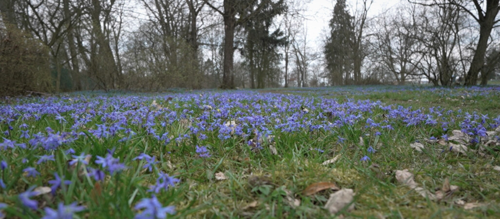 Co z tą wiosną? W tym roku jest bardzo opieszała - VIDEO 