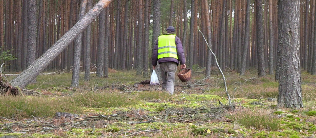 Sezon grzybowy. Wzmożone kontrole strażników leśnych 