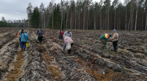 Leśnicy posadzą 23 mln nowych drzew - grafika