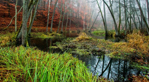 Lasy udostępniają tereny do uprawiania bushcraftu i surwiwalu - grafika