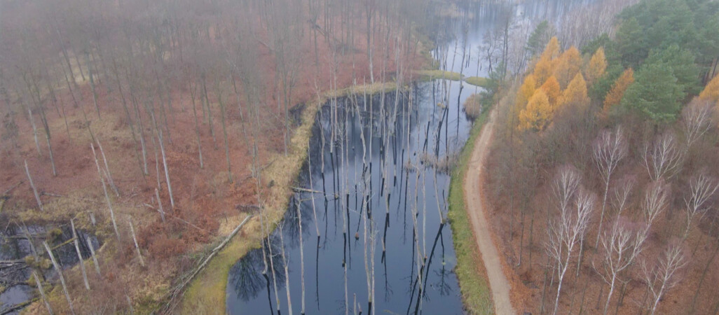 Zatrzymują wodę w lasach. Po co? 