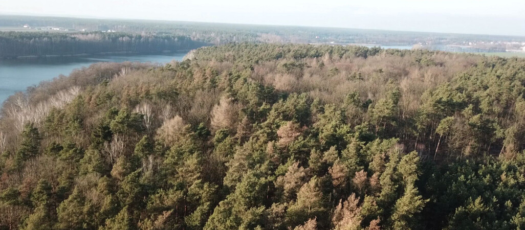 Co z tą zimą? Kurki w lasach, pączkujące krzewy i kwiaty 