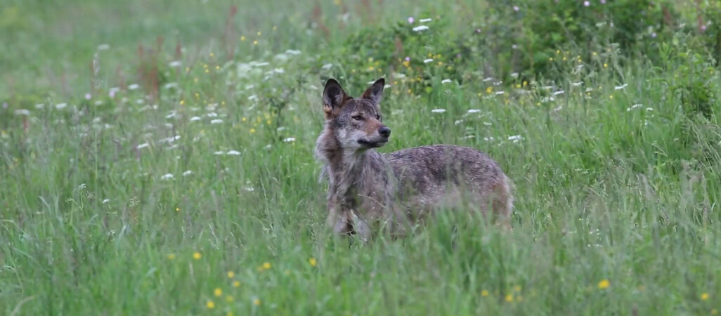 Coraz więcej wilków na naszym terenie 