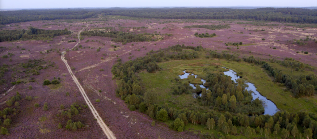 Morze fioletu po horyzont. Kwitną wrzosowiska w Okonku 