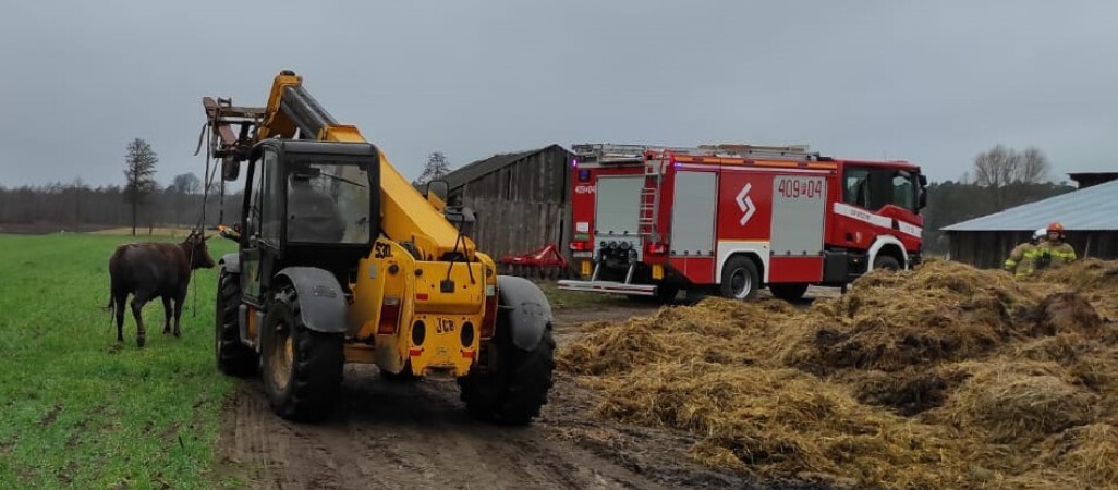 Krowa wpadła do zbiornika na gnojówkę 