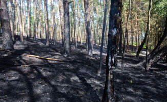 Pożar przy jeziorze Okoniowym w Pile. Wysłano samoloty gaśnicze [ZDJĘCIA]