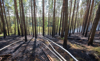 Pożar przy jeziorze Okoniowym w Pile. Wysłano samoloty gaśnicze [ZDJĘCIA]