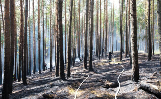 Pożar przy jeziorze Okoniowym w Pile. Wysłano samoloty gaśnicze [ZDJĘCIA]