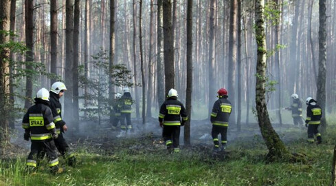 Palił się las. Strażacy gasili pożar przez dwie godziny  - grafika