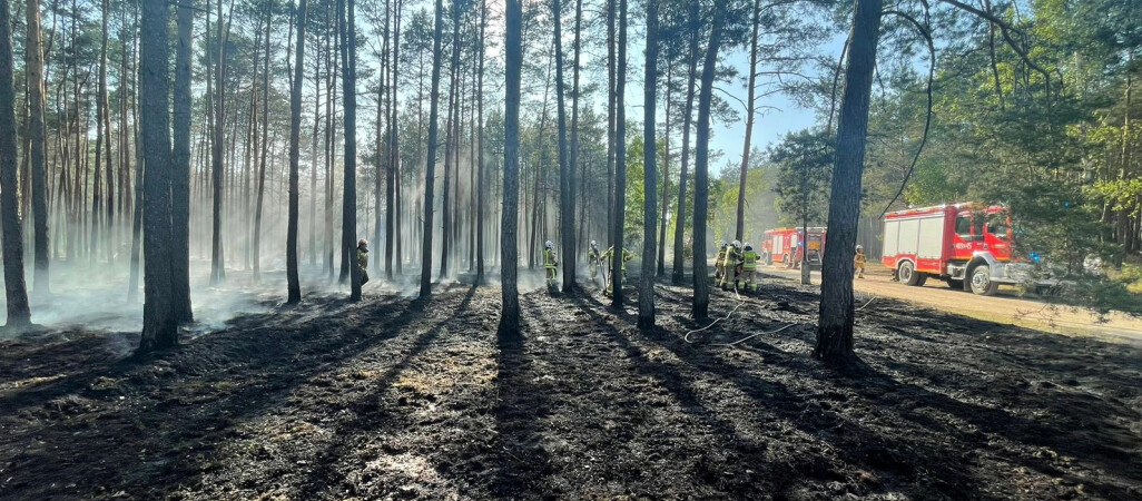 Płonął las pod Chodzieżą 