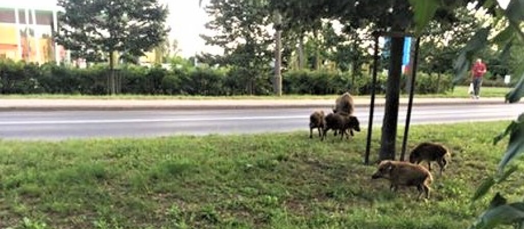 Dziki w pobliżu Tesco w Pile 