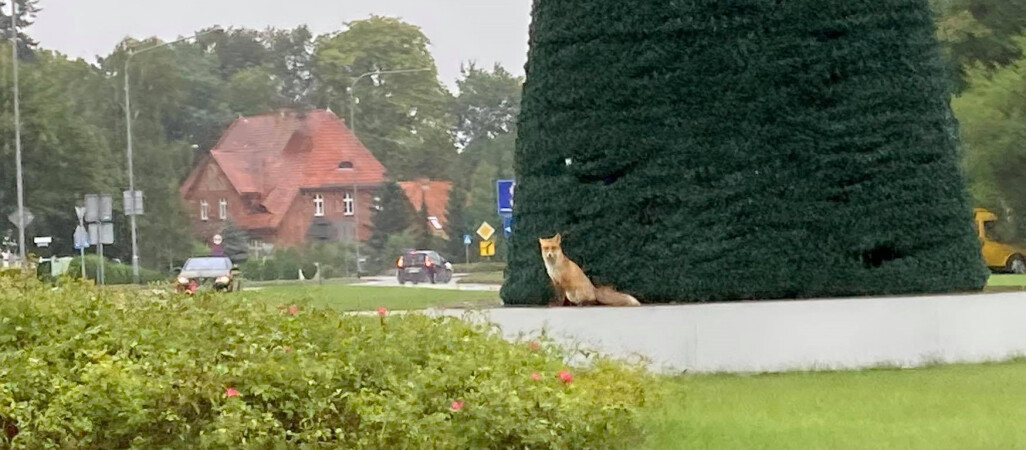 Lis pozował przy choince na rondzie 