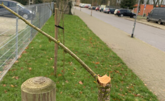 Połamane drzewa w centrum Piły 