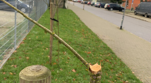 Połamane drzewa w centrum Piły  - grafika