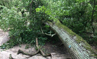 Ostatnia nawałnica powaliła pomnik przyrody nad Zalewem 