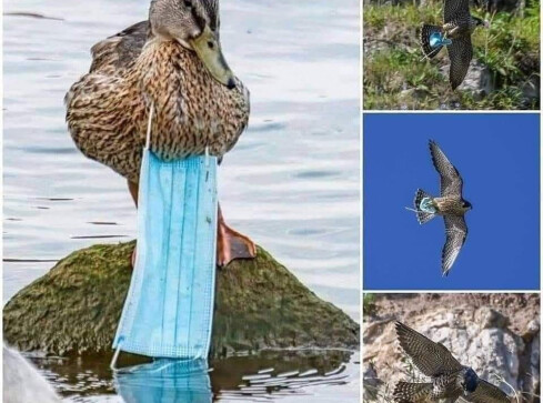 Przetnij gumkę przed wyrzuceniem...  - grafika