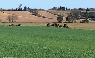 Żubry wylegują się na słońcu - ZDJĘCIA 