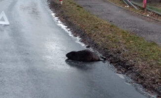 Bóbr zablokował dziś drogę w Pile - AKTUALIZACJA 