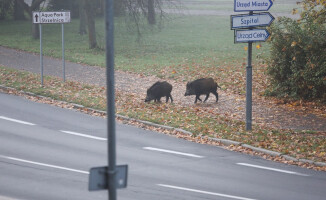 Spacer dzików ulicami Piły [GALERIA I VIDEO]