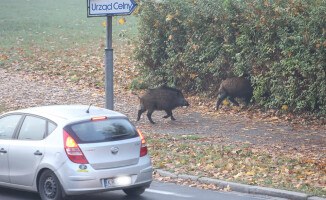 Spacer dzików ulicami Piły [GALERIA I VIDEO]