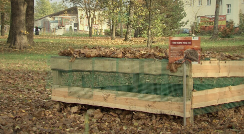 Międzynarodowy Dzień Jeża. W Pile mają swój domek  - grafika