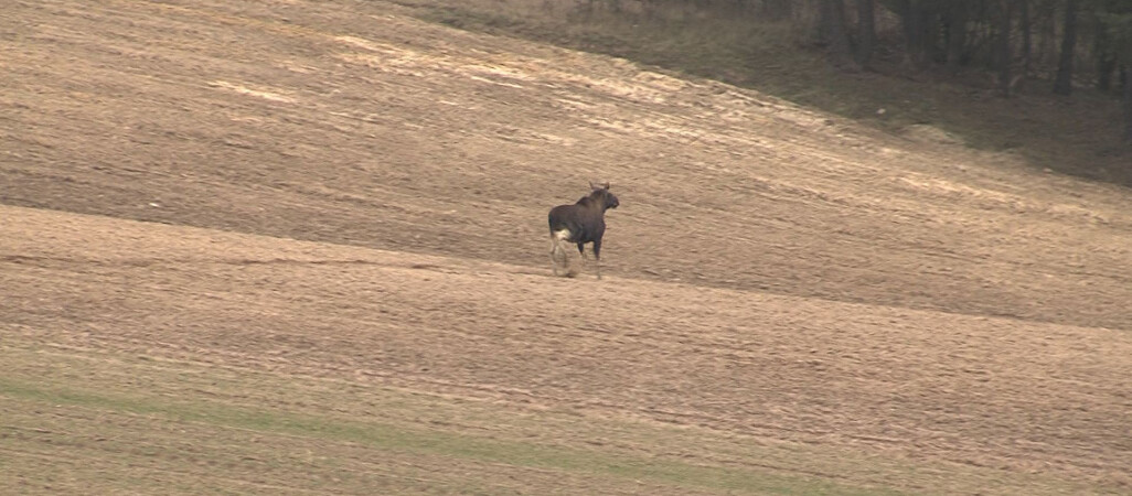 Złapaliśmy łosia spacerującego po polu - VIDEO 