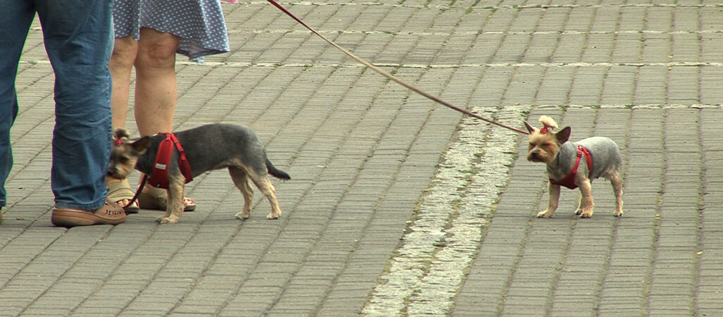 Złotowskie psy mają swoje kąpielisko nad jeziorem 