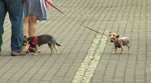 Złotowskie psy mają swoje kąpielisko nad jeziorem 