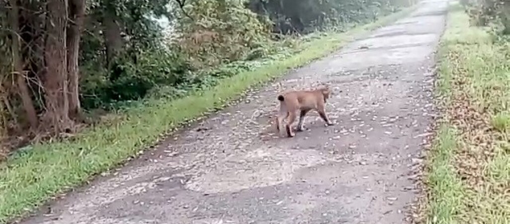 Coraz więcej wypadków z udziałem zwierząt 