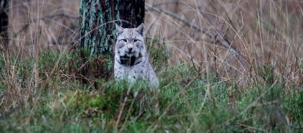 Rysica Biała zadomowiła się w Borach Kujańskich? 