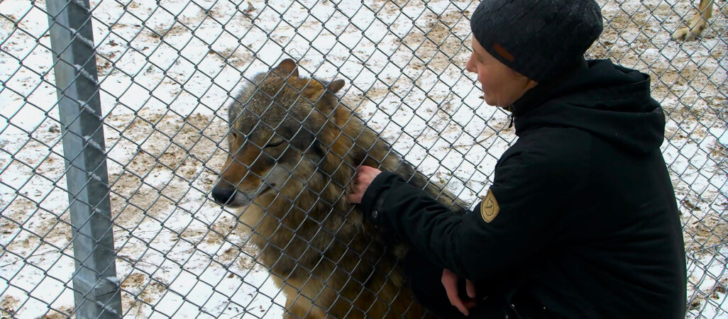 Luna, Kamots oraz Amarok to nowi mieszkańcy Dzikiej Zagrody