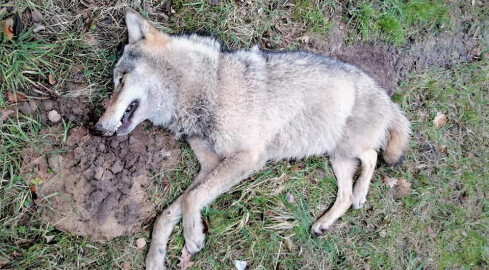 Leśnicy znaleźli martwego wilka. Potrącił go samochód  - grafika