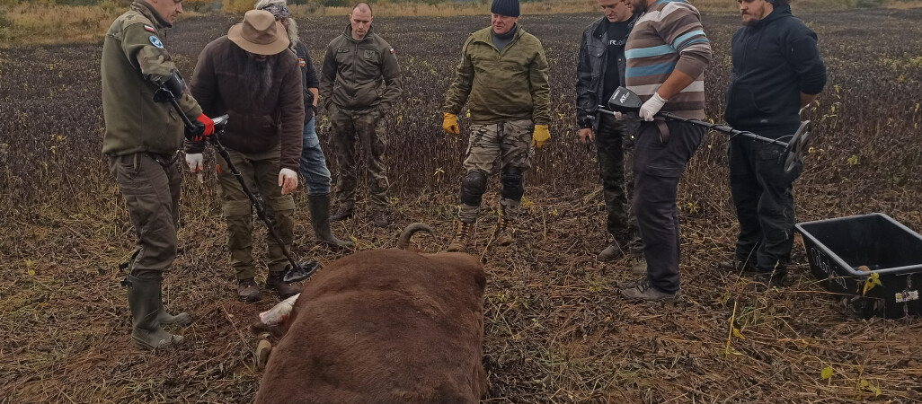 Myśliwy zastrzelił dwa dorosłe żubry! [AKTUALIZACJA] 