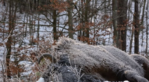 Leśnicy znaleźli martwą krowę żubra. Została potrącona przez au - grafika