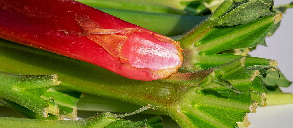 Właściwości rabarbaru, czyli rhubarb medicine